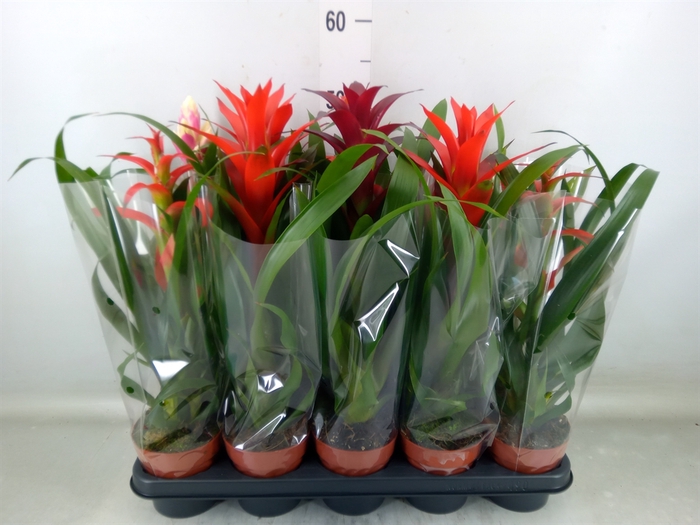 <h4>Bromelia   ...mix</h4>