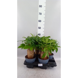 Pachira aquatica