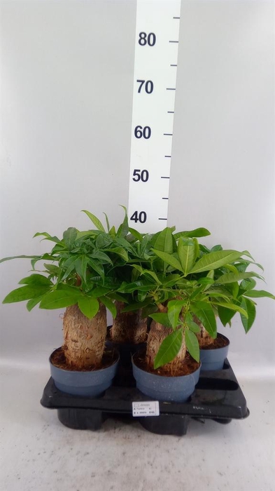 <h4>Pachira aquatica</h4>