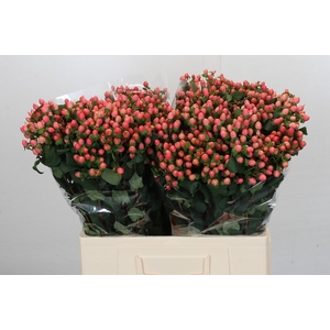 Hypericum Rose