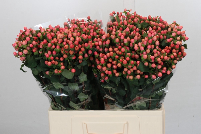 <h4>Hypericum Rose</h4>