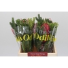 BQ Protea Cynaroides SFB