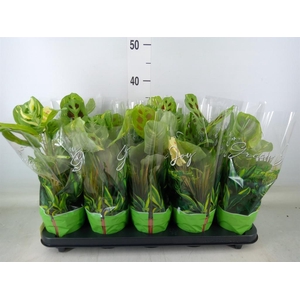 Maranta leuc. 'Fiesta'