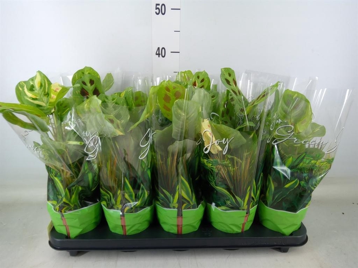 <h4>Maranta leuc. 'Fiesta'</h4>