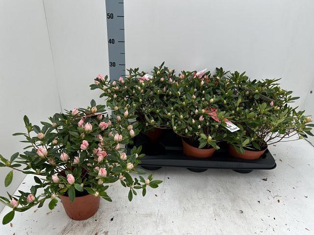 <h4>RHODO SI GLORIA</h4>