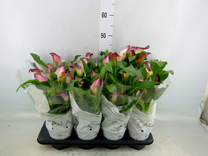 <h4>Zantedeschia  'Pink Puppy'</h4>