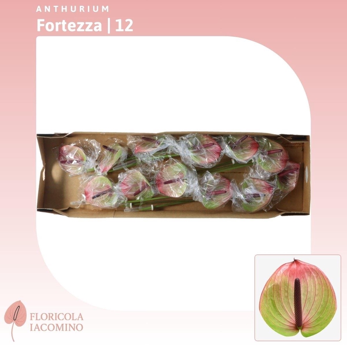 Anthurium Fortezza