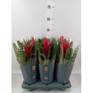 Vriesea  'Intenso Red'