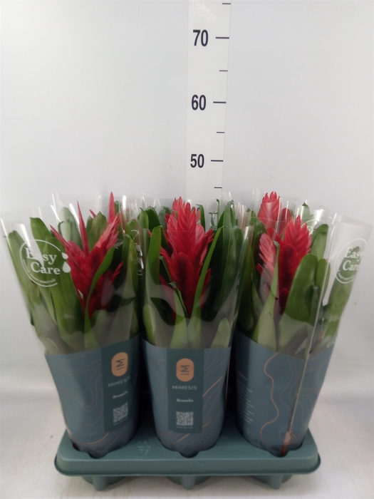 <h4>Vriesea  'Intenso Red'</h4>