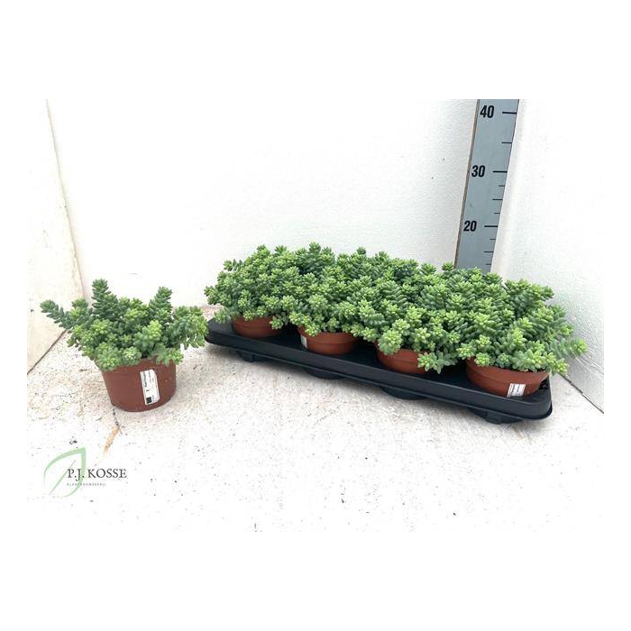 <h4>Sedum Burrito 12Ø 15cm</h4>