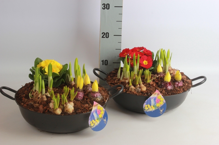 <h4>ARR BOL KNOLGEWAS</h4>