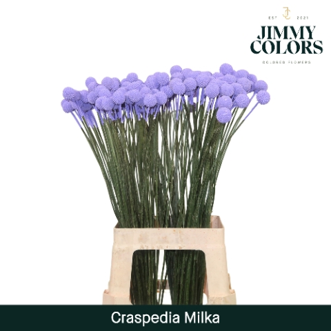 Craspedia L70 Milka