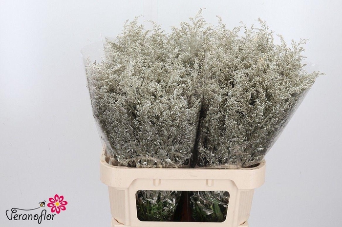 <h4>SOLI OV KLB H%</h4>