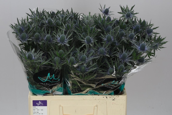 <h4>Eryngium Orion</h4>