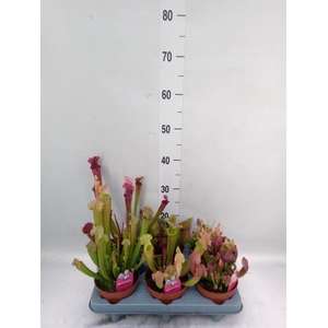 Sarracenia   ...