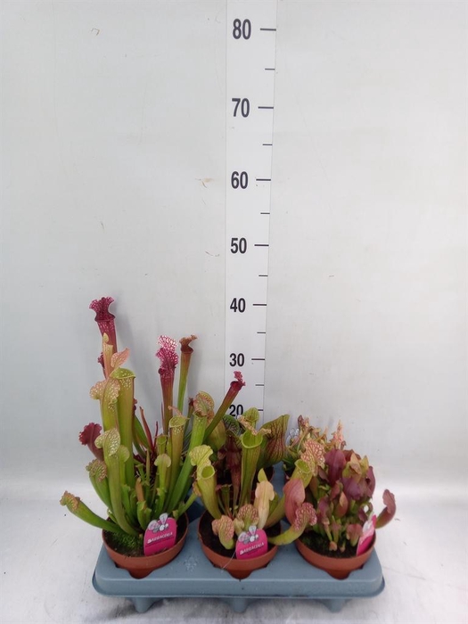<h4>Sarracenia   ...</h4>