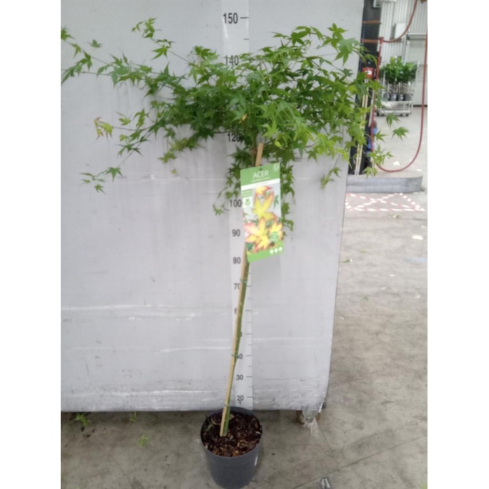<h4>Acer palmatum 'Little Princess'</h4>