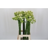 Ornithogalum Saundersiae