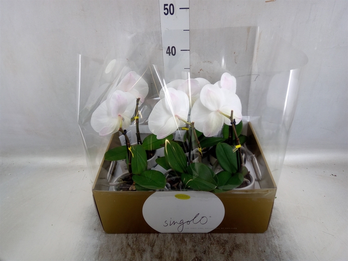 <h4>Phalaenopsis   ...white</h4>