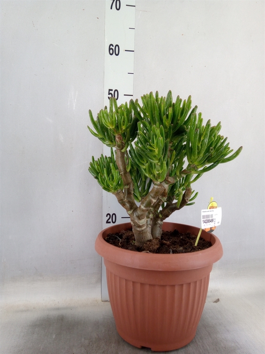 <h4>Crassula ovata 'Horn Tree'</h4>