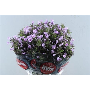 Phlox P Bri Missy