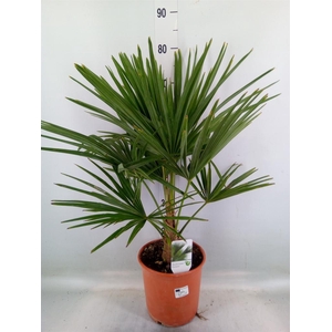 Trachycarpus fortunei