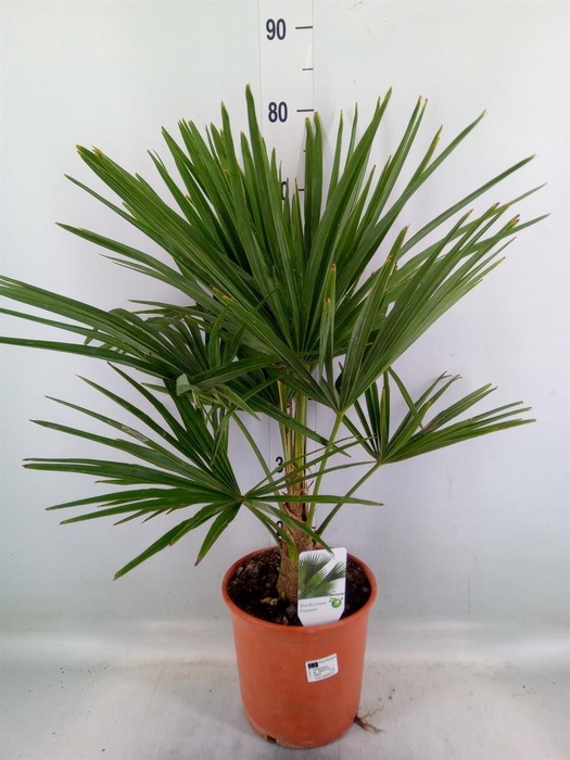 <h4>Trachycarpus fortunei</h4>