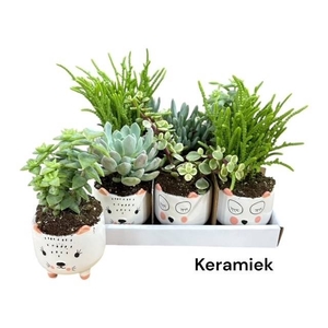 ARR SUCCULENTEN