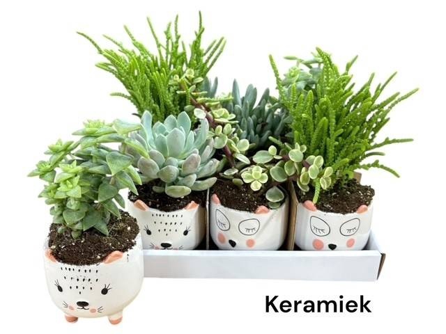 <h4>ARR SUCCULENTEN</h4>