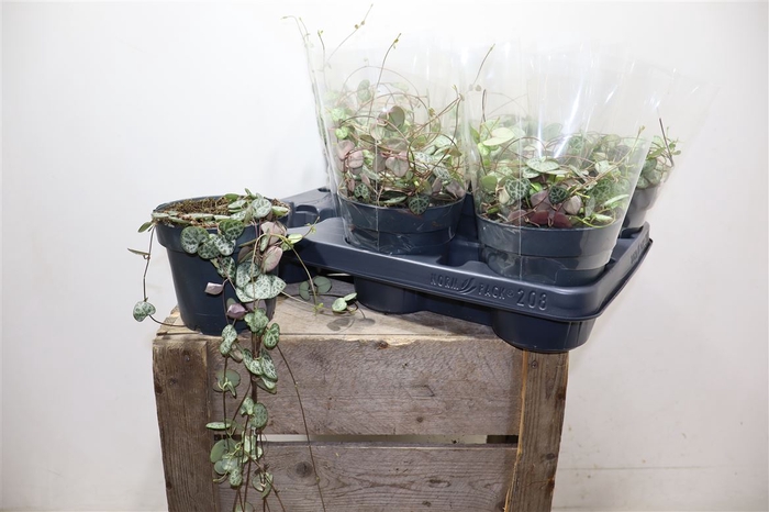 <h4>Ceropegia Woodii Sup</h4>