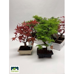 BONSAI GEM