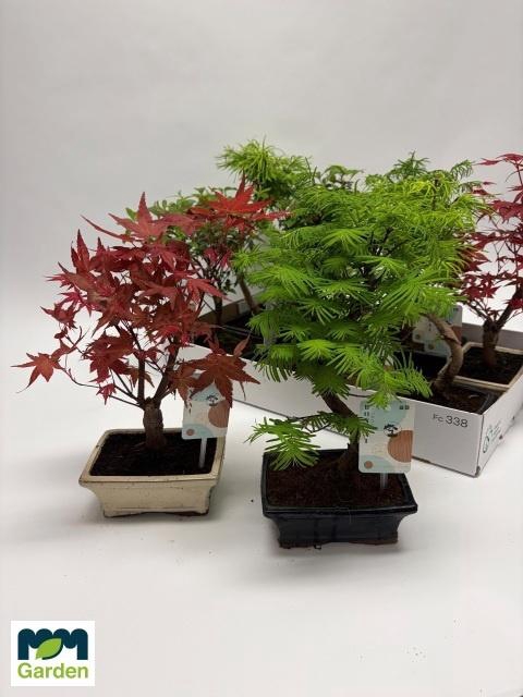 <h4>BONSAI GEM</h4>