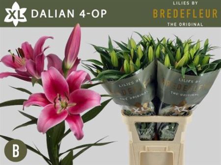 <h4>Li Ot Dalian 4+</h4>