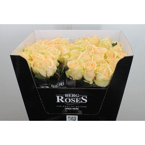 R Gr Avalanche Peach