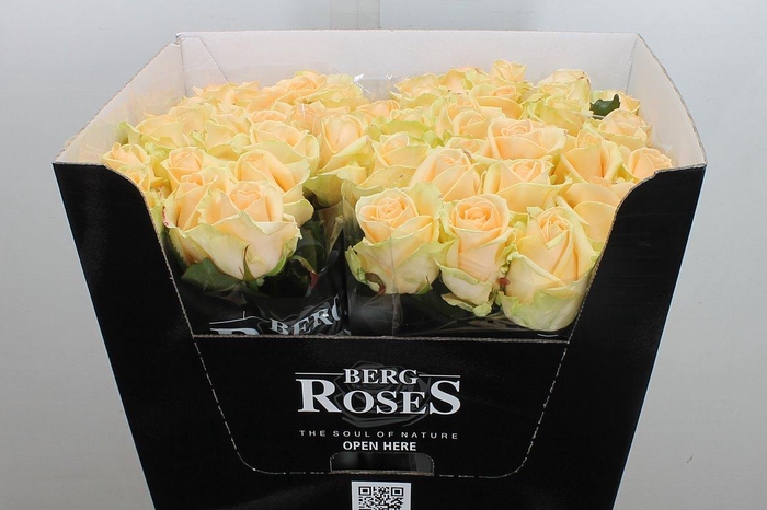 <h4>R Gr Avalanche Peach+</h4>