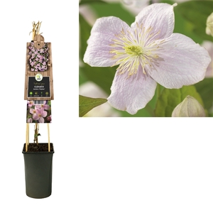 Clematis montana 'Mayleen' +3.0 label