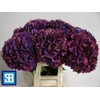 Hydrangea mag ruby aubergine