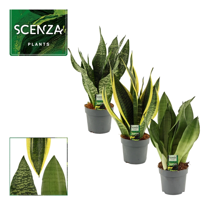 <h4>Sansevieria Super Mix 14 cm</h4>