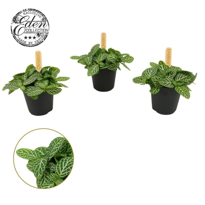 <h4>Fittonia verschaf.</h4>