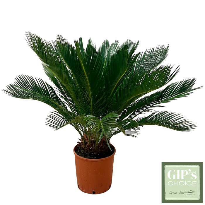 <h4>Cycas revoluta P20</h4>