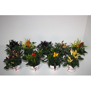 Capsicum annuum