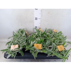 Murdannia loriformis 'Alba Aquilon'