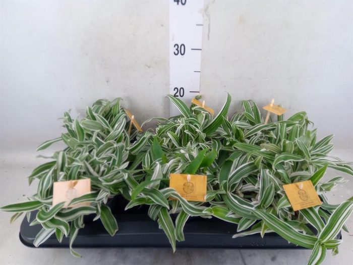 <h4>Murdannia loriformis 'Alba Aquilon'</h4>