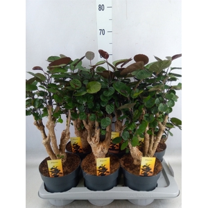 Polyscias scutellaria 'Fabian'
