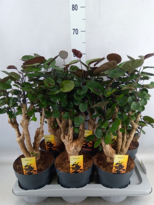 <h4>Polyscias scutellaria 'Fabian'</h4>