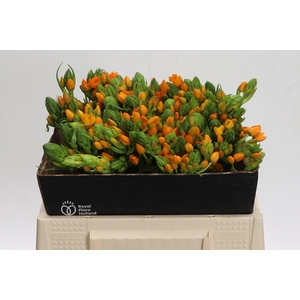 Ornithogalum Dubium Sunshine
