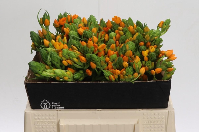 <h4>Ornithogalum Dubium Sunshine</h4>