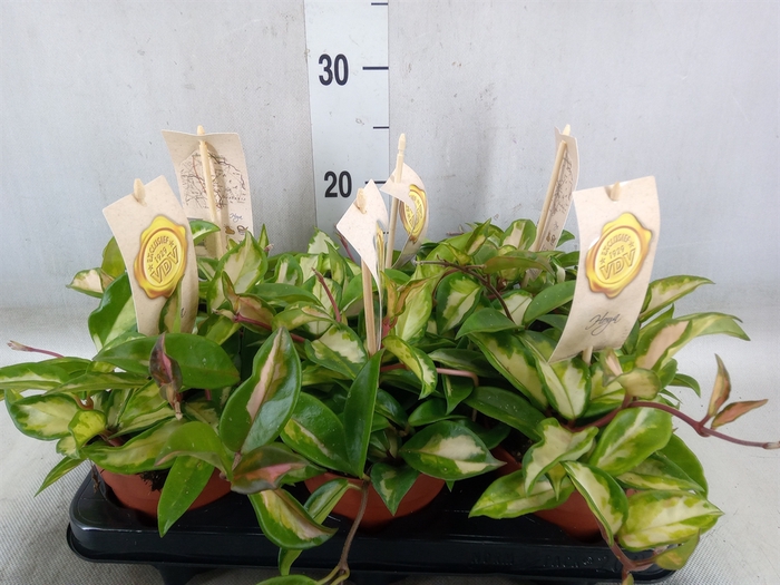 <h4>Hoya carnosa 'Tricolor'</h4>
