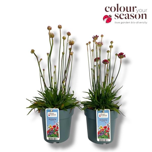 <h4>Armeria 'Ballerina' mixlaag</h4>