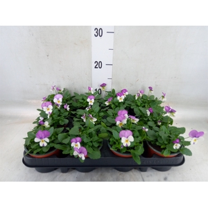 Viola corn. 'Evo Mini Lavender Pk'